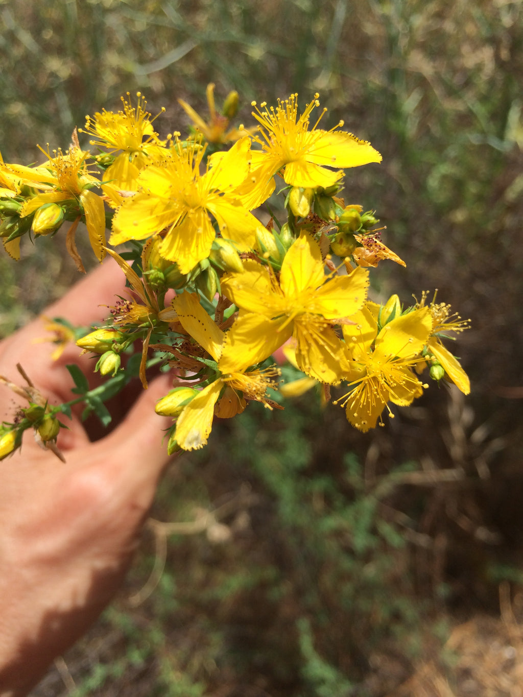 Weeds Deserve Respect!