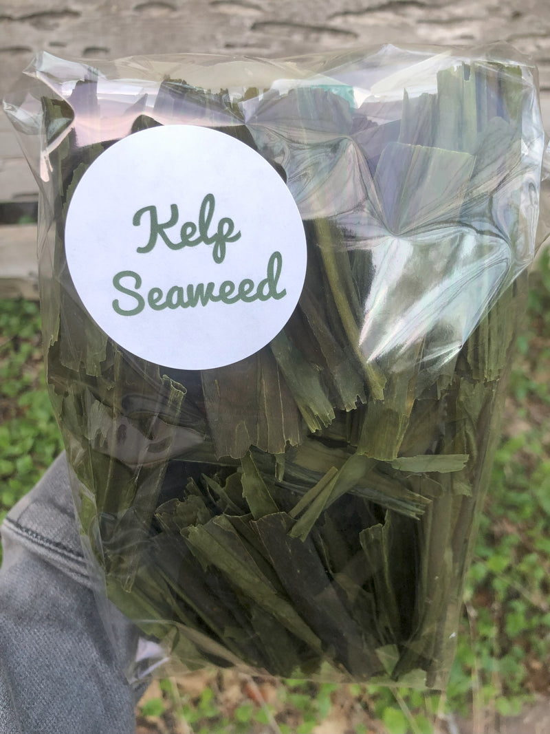 Kelp Seaweed