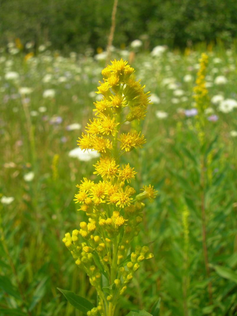 Image of Goldenrod Tincture 