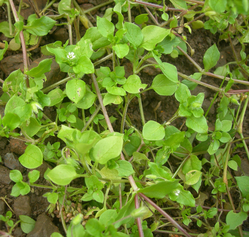 Chickweed Tincture