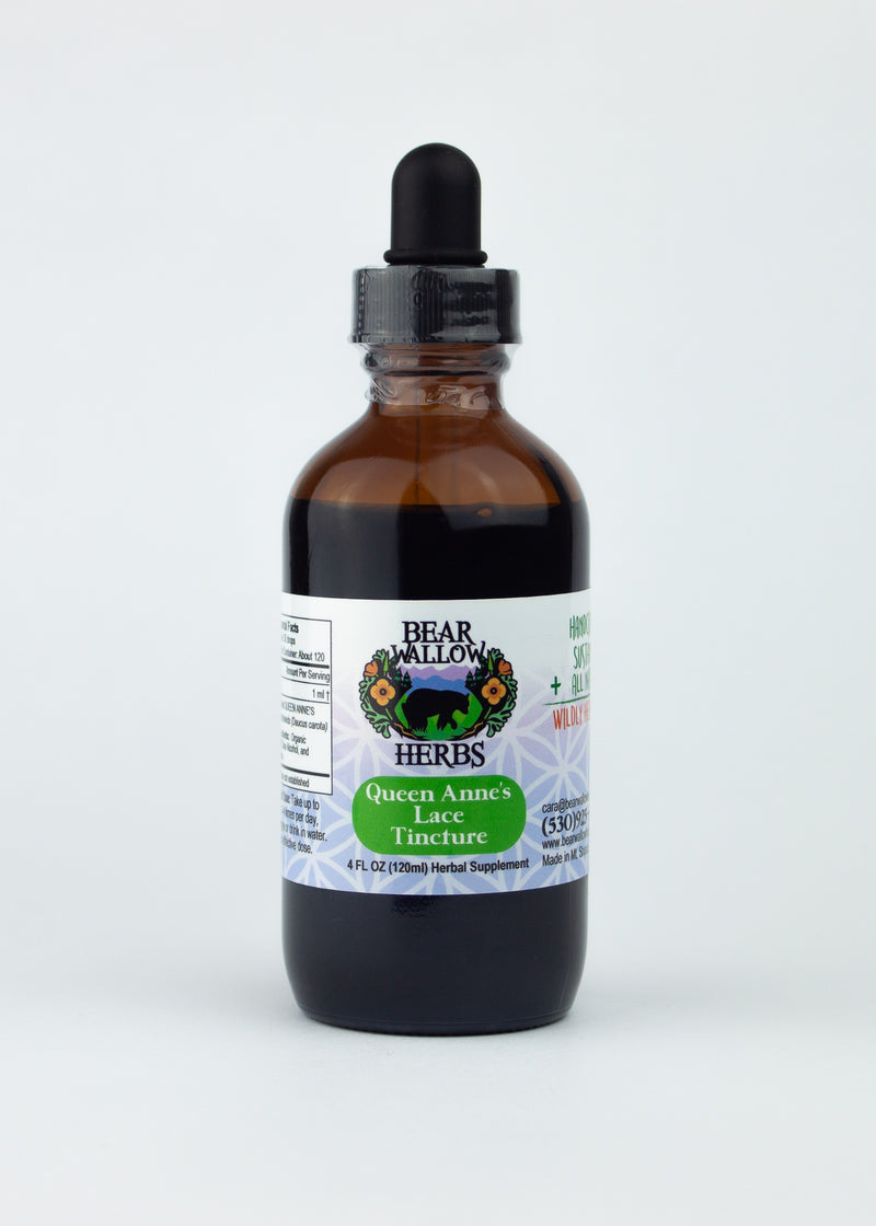 Queen Anne's Lace Tincture