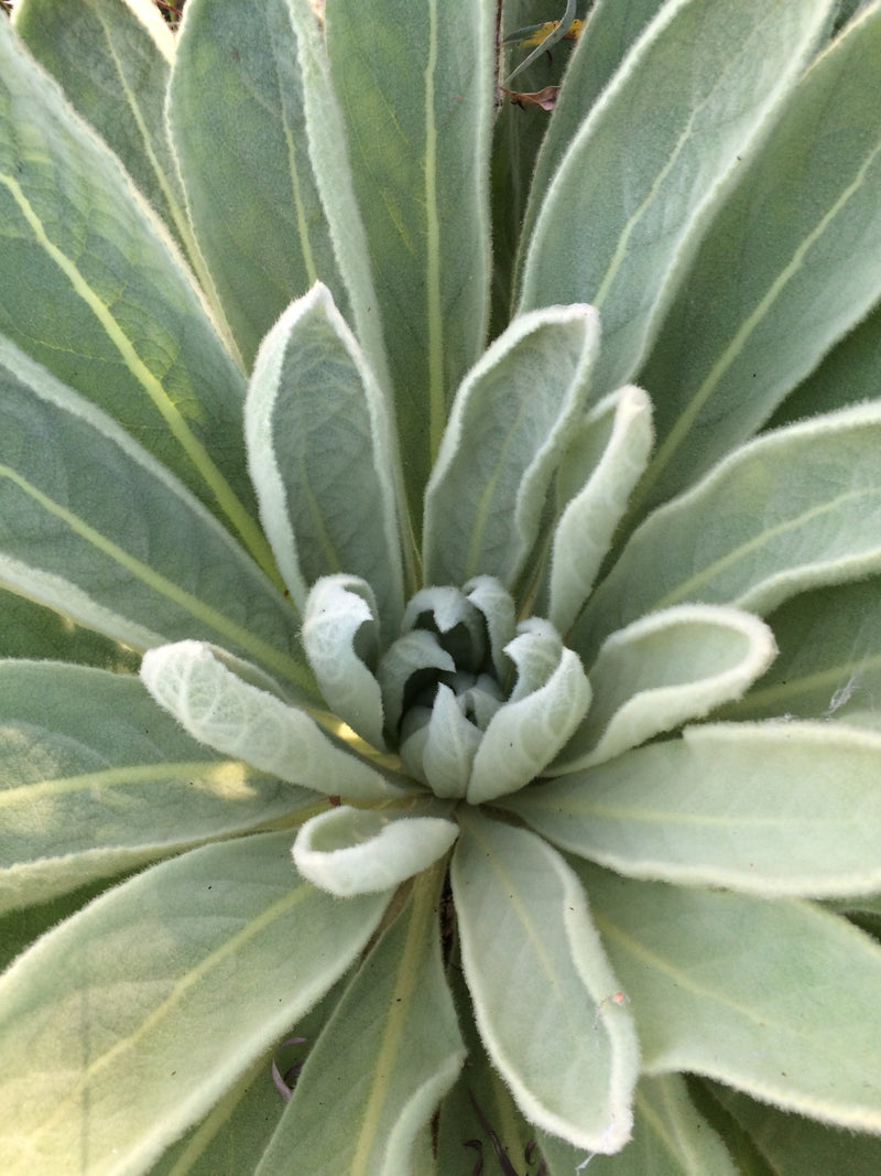 Mullein leaf Tincture