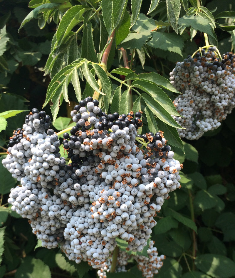 Elderberry Glycerite