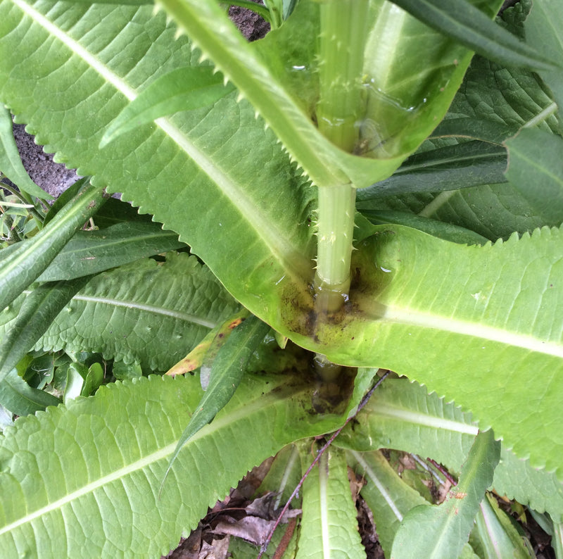 Teasel Root Tincture