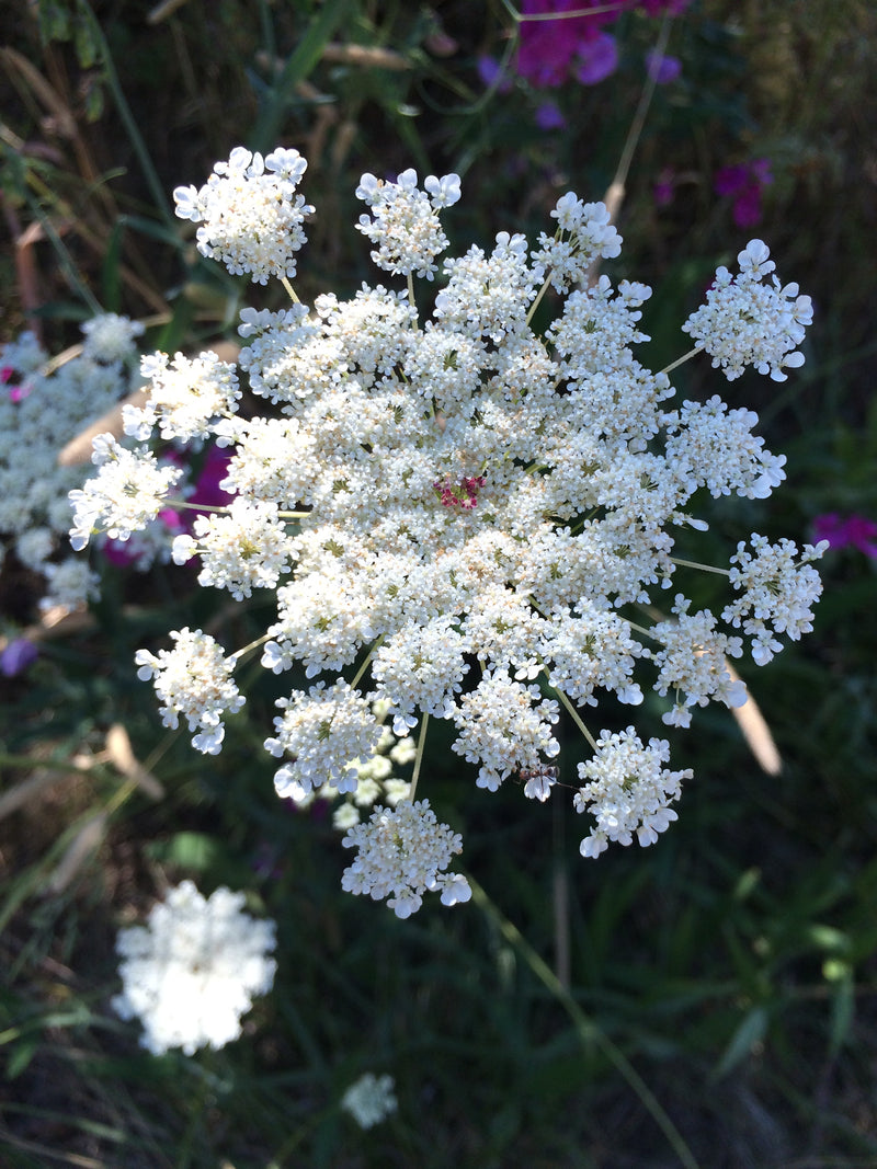 Queen Anne's Lace Tincture