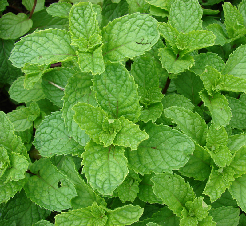 Mint Glycerite