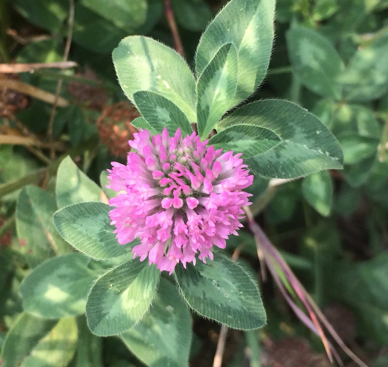 Image of Red Clover Tincture 