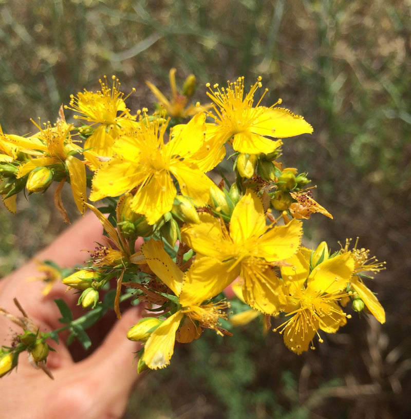 Image of St. John's Wort Tincture 