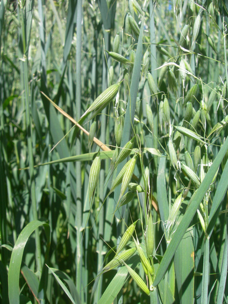 Image of Wild Milky Oat Tincture 