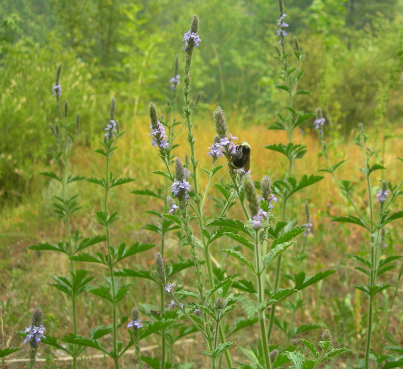 Image of Blue Vervain Tincture 