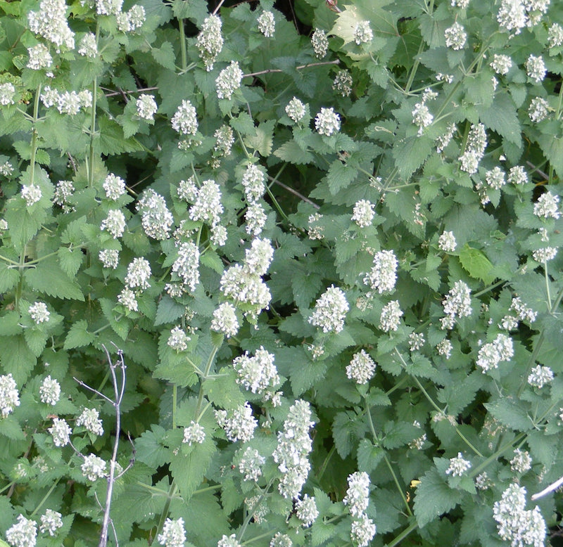 Image of Catnip Tincture 