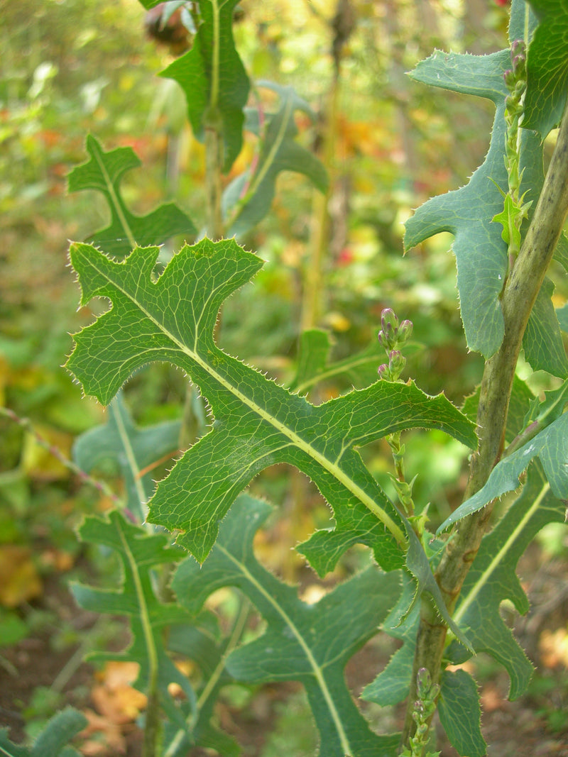 Image of Wild Lettuce Tincture 