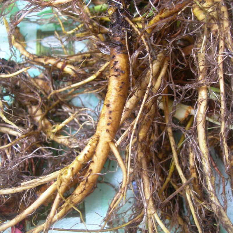 Yellow Dock Root Tincture